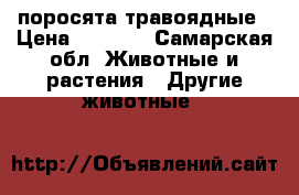 поросята травоядные › Цена ­ 3 000 - Самарская обл. Животные и растения » Другие животные   